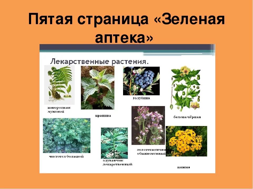 Выберите три правильных ответа зеленые растения. Зеленая книга растений. Зеленые страницы растения. Книга зеленые страницы растения. Видовые названия растений.