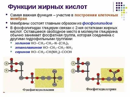 Кислоты мембраны
