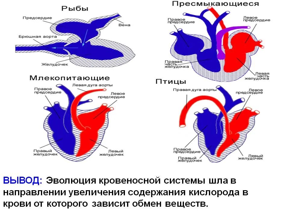 Сравнение сердца птиц и млекопитающих. Эволюция систем органов кровеносная система позвоночных животных. Эволюция кровеносной системы позвоночных животных схема. Эволюция кровеносной системы ЕГЭ. Эволюция кровеносной системы птиц и млекопитающих.