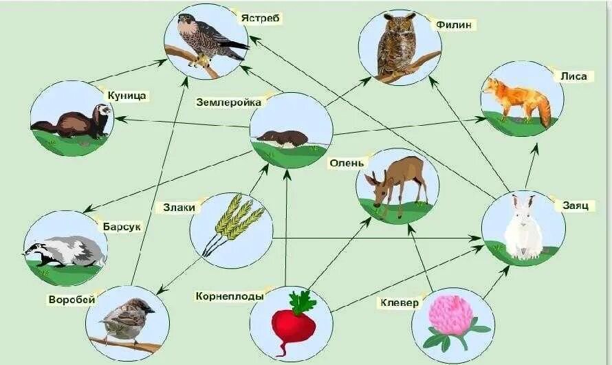 Составление схем переноса веществ и энергии цепей питания. Составление схемы передачи веществ и энергии цепи питания биология. Биология схемы пищевых цепей. Схема трофической цепи. Роль птиц в экосистеме