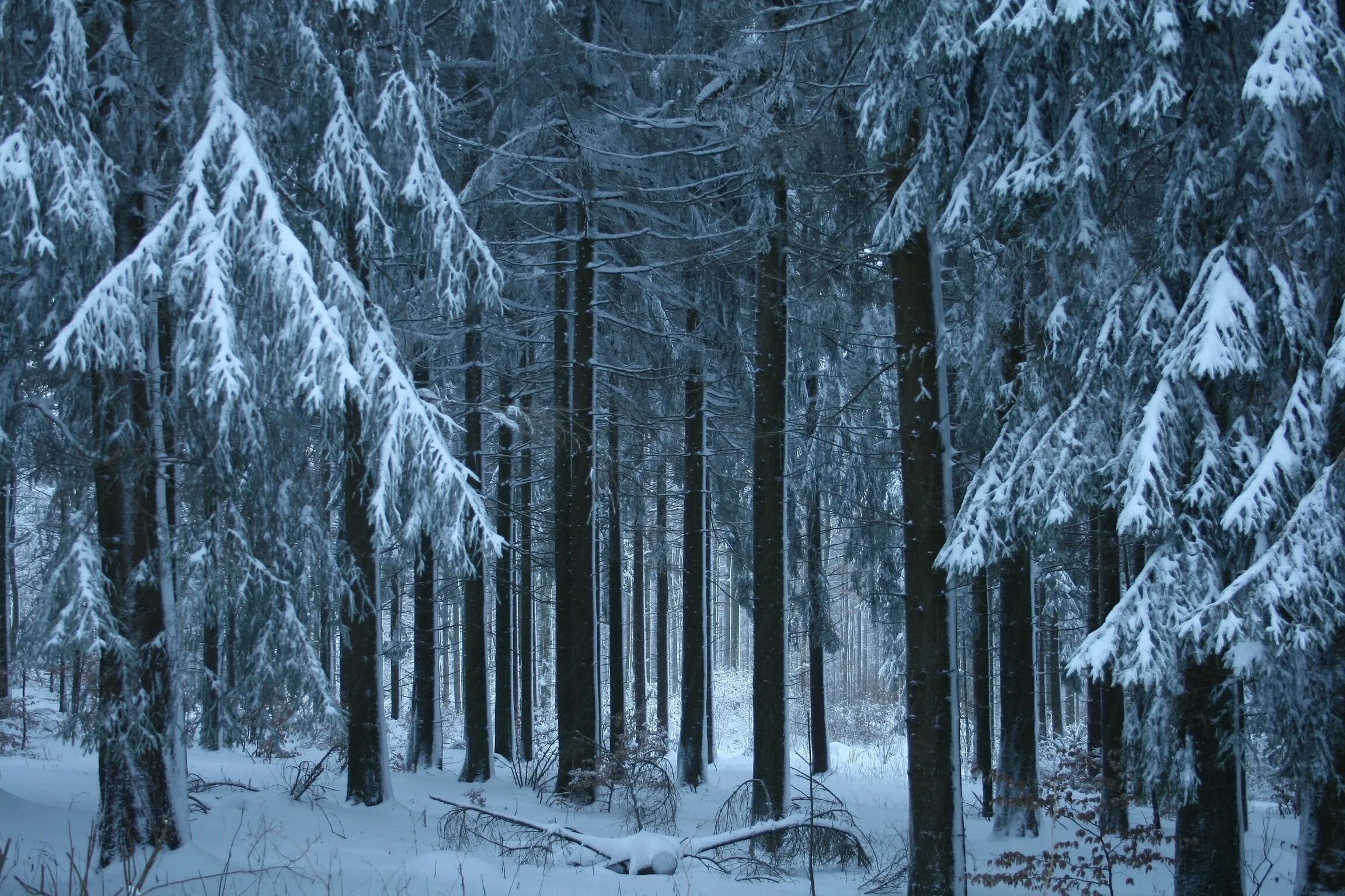 Зимний лес. Зимой в лесу. Заснеженный лес. Зимний еловый лес.