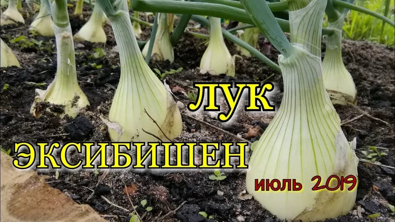 Эксибишен под зиму семенами в открытый грунт. Лук эксибишен семена. семена лук репчатый эксибишен. лук эксибишен гигант. лук однолетний эксибишен.