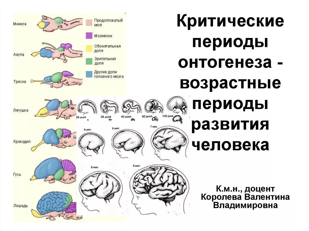 Критические периоды развития нервной системы человека. Возрастные периоды онтогенеза. Развитие головного мозга период. Онтогенез головного мозга человека.