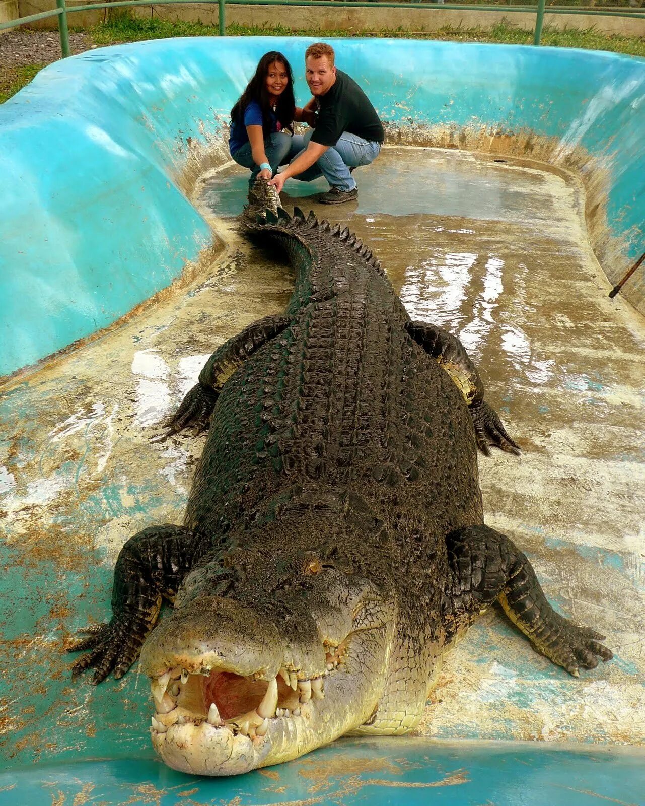 Гигантский гребнистый крокодил. Крупнейший крокодил. Гребнистый крокодил. Крупнейший крокодил. Самый большой гребнистый крокодил в мире.