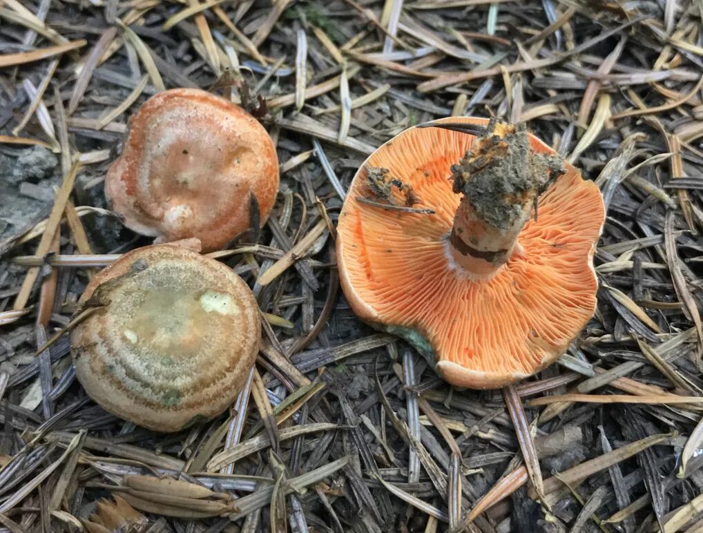 Желтые рыжики. Рыжик еловый (Lactarius deterrimus). Рыжик еловый/еловик (Lactarius deterrimus);. Груздь еловик гриб. Рыжики Сахалин.