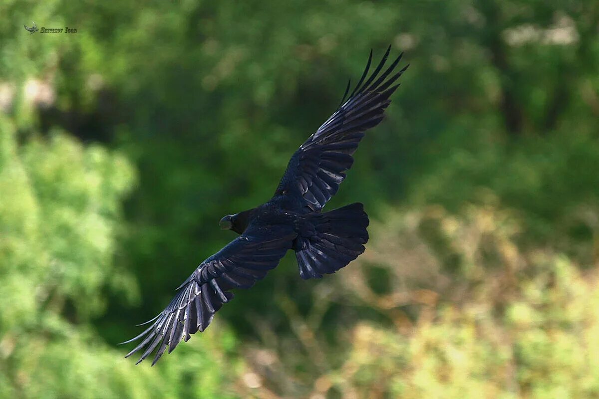 черные вороны высоко. черные вороны высоко. новокаледонский австралийский ворон. «мудрый ворон».