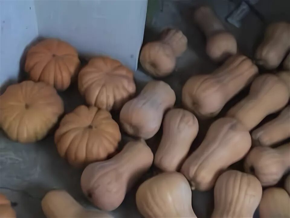 Сорт тыквы карета. Тыква голландская мускатная сорта. сорт тыквы из пятерочки.