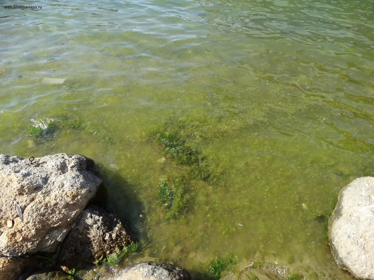 Водоросли в анапе. Черное море цветет Анапа. Цветение водорослей в Анапе. Витязево море цветет. Анапа зеленая вода.