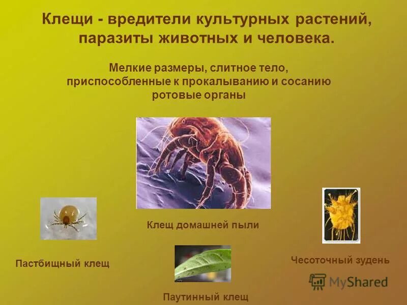 Паразитами животных является. Паразиты животных и растений. животные паразиты растений. животные паразиты презентация.