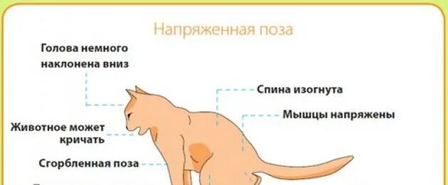 Действия кота если сема вопит. Мочекаменная болезнь мкб у кота. Мочекаменная болезнь у кошек симптомы. Поза кота при мочекаменной болезни. Профилактика мкб у кошек.