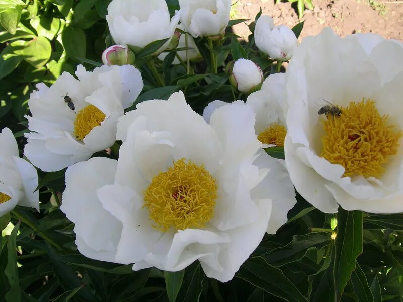 Пион молочноцветковый Paeonia lactiflora "Krinkled White" : С5 Сибирские газоны 