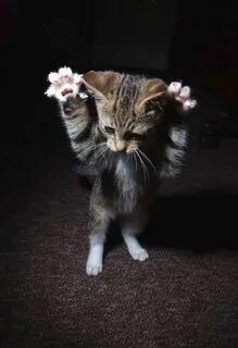 Обидел котенка