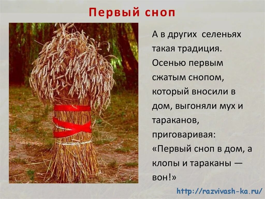 Что такое снопы значение слова. Сноп снопы. Сноп. Слово сноп. Что такое снопы значение слова.