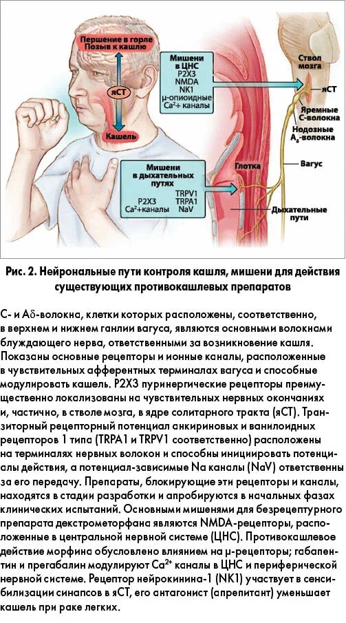 Кашель только днем ночью нет. Хронический кашель. заболевания связанные с хроническим кашлем.
