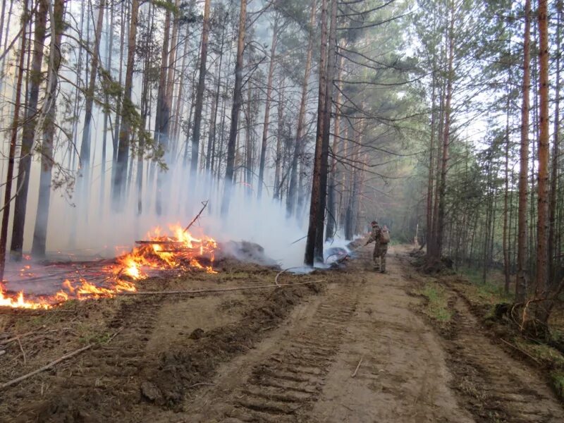 Лесные пожары. Пожар в Лесном массиве. Лесной пожар возле деревни. Пожар в лесу возле деревни.