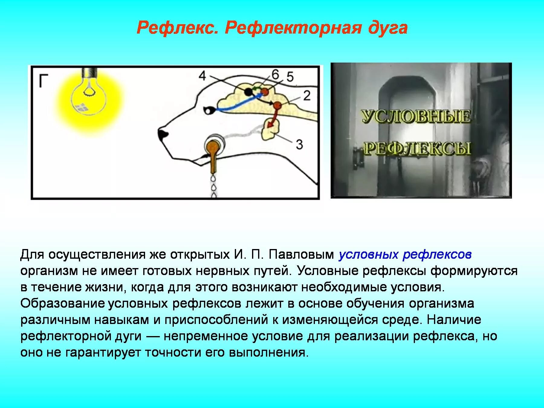 Рефлекс 10. Рефлекторная дуга условного и безусловного мигательного рефлекса. Компоненты рефлекторной дуги условного рефлекса. Рефлекс Павлова рефлекторная дуга. Формирование условного и безусловного рефлекса дуги.