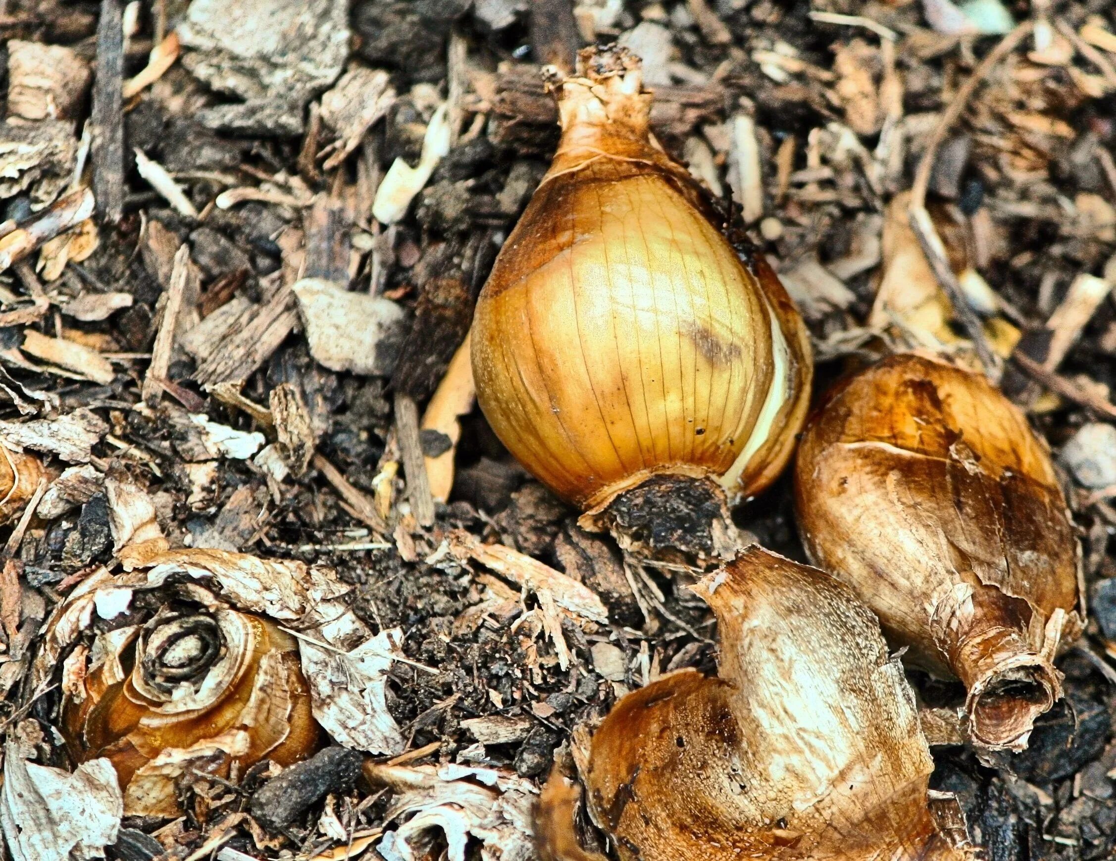 Нарцисс брук эйджер. Луковица. Какие луковицы нарциссов. Нарциссы размножение луковицами. Луковицы цветов.