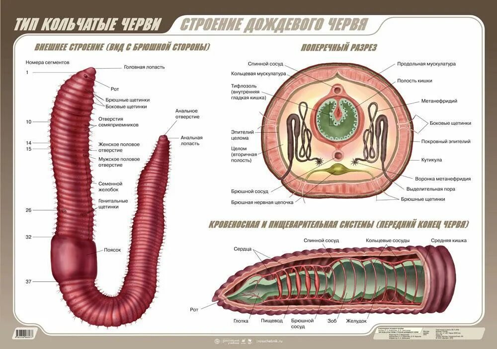 Части дождевого червя. Внешнее строение кольчатого червя. Строение кольчатых червей ЕГЭ. Кольчатое строение дождевого червя. Внешнее строение дождевого червяка.