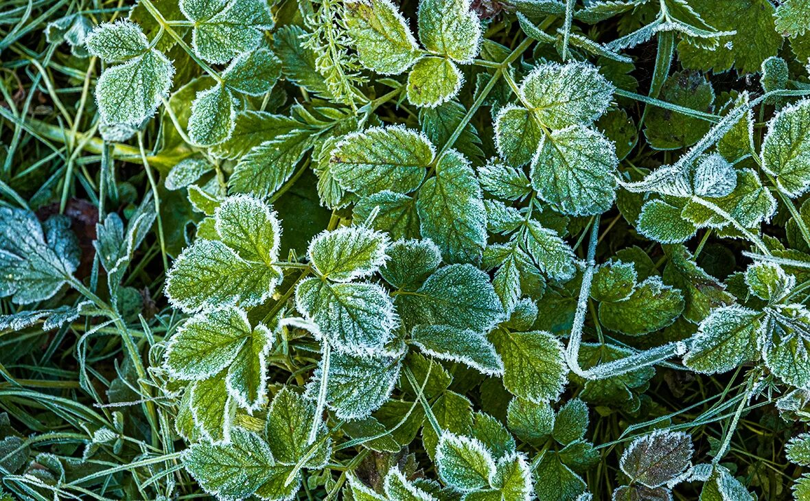 заморозки летом. заморозки в мае. летний заморозок. ночные заморозки. заморозки.