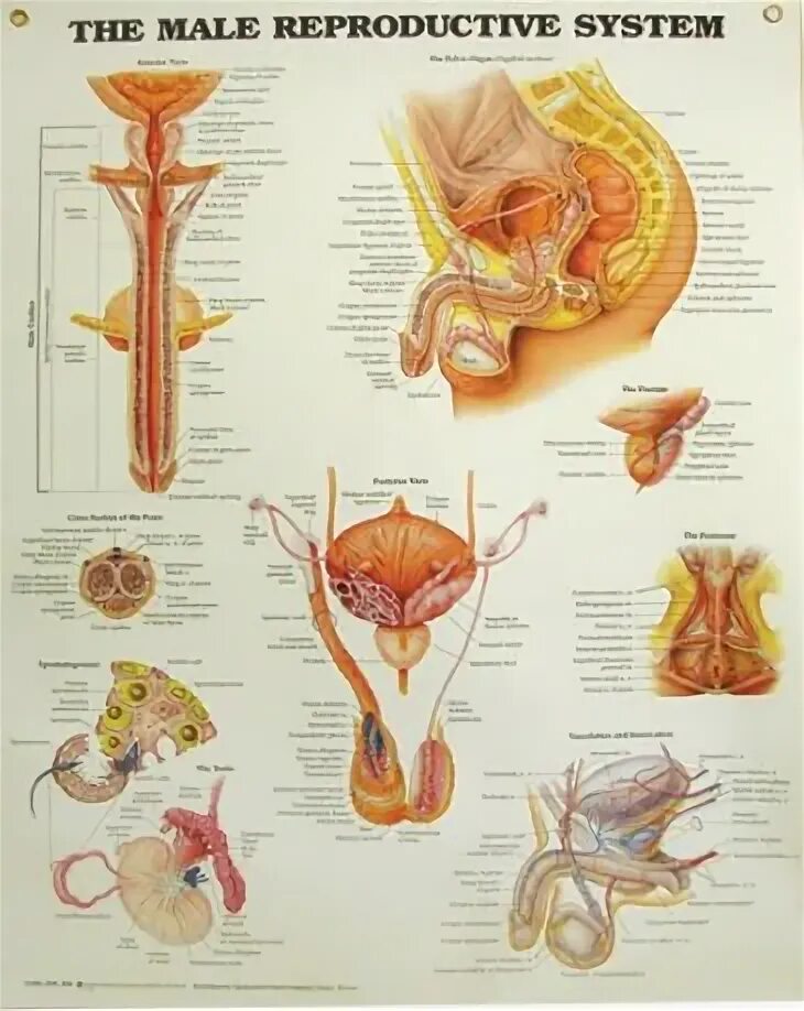 Репродуктивные органы мужчины. Мужская репродуктивная система анатомия. Анатомия и физиология репродуктивной системы мужчины. Анатомия мужского тела репродуктивная система. Анатомические плакаты.