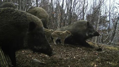 Кабан ночью