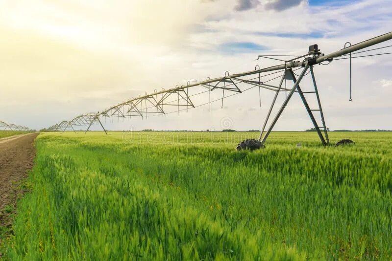 Коммунальные поля орошения. Орошение пастбищ. Полив пшеницы. Полив пшеницы. Полив пшеницы.