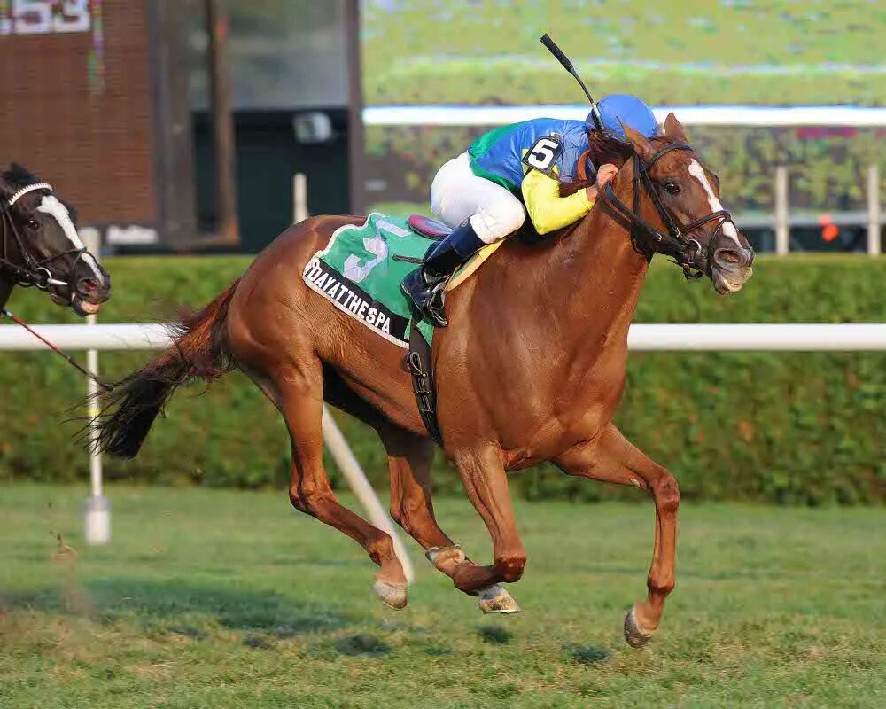 Какие бывают скачки. Скачки. саратога ипподром. thoroughbred horse racing. скачки фото.