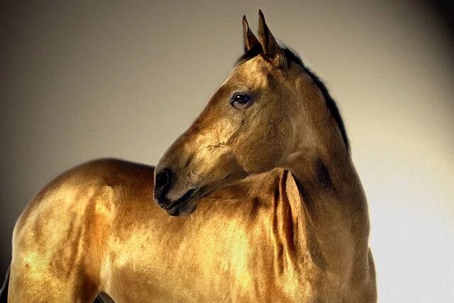 Золотая лошадь фото