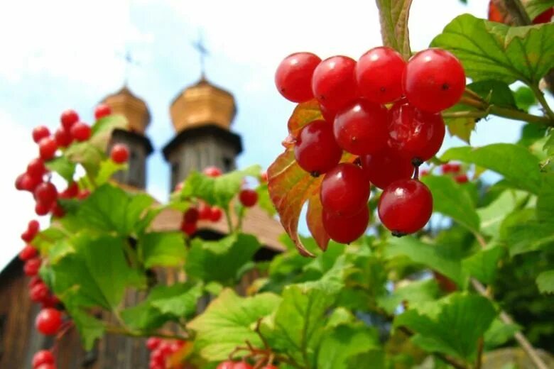 Калина дерево фото. Калина красная фото кустарника с ягодами. Калина обыкновенная viburnum opulus. Калинов день. Калина обыкновенная ягоды.