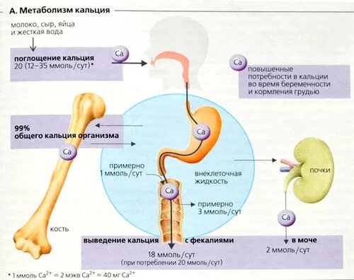 Схема регуляции обмена кальция. Механизмы регуляции обмена кальция в организме. Обмен кальция в организме схема. Схема регуляции кальция в организме.