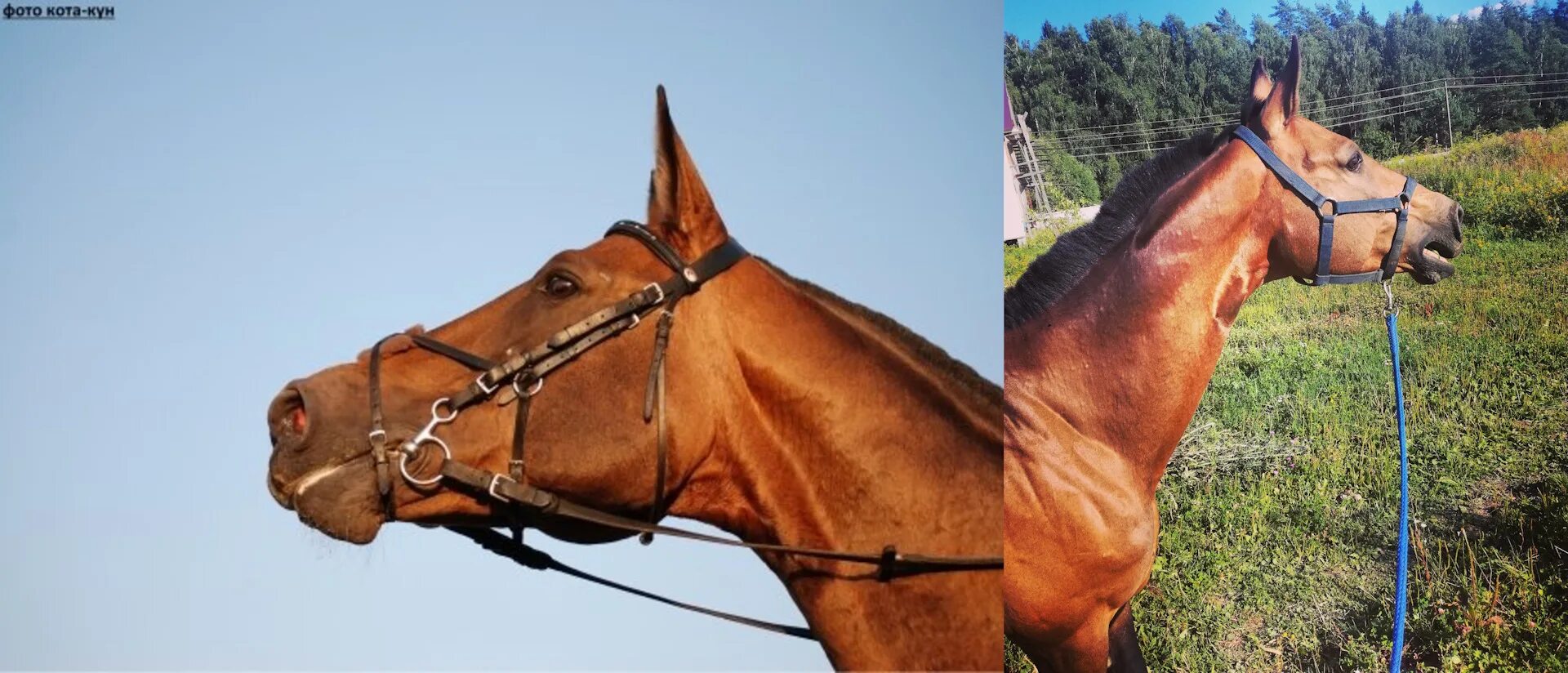 Трензель. Что это такое и зачем нужно? My horse story Дзен