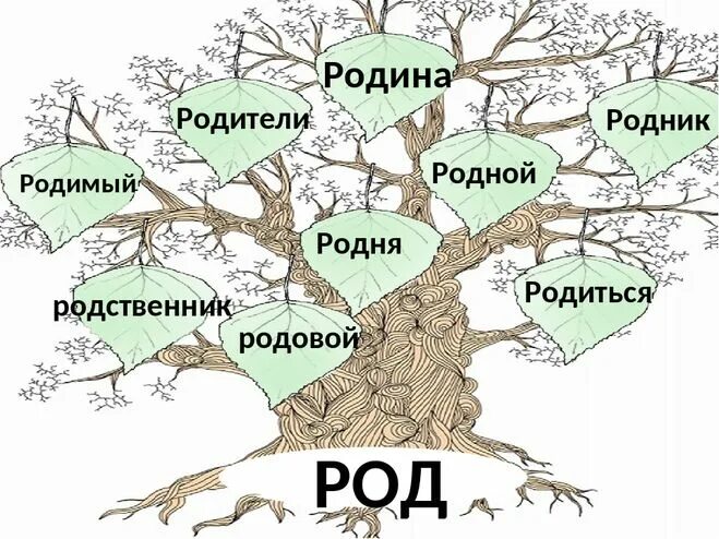 Как узнать имена родственников. Дерево соднакориными словами. Дерево с однокоренными словами. Дерево однокореннхлов. Дере во с однокореныме словами.