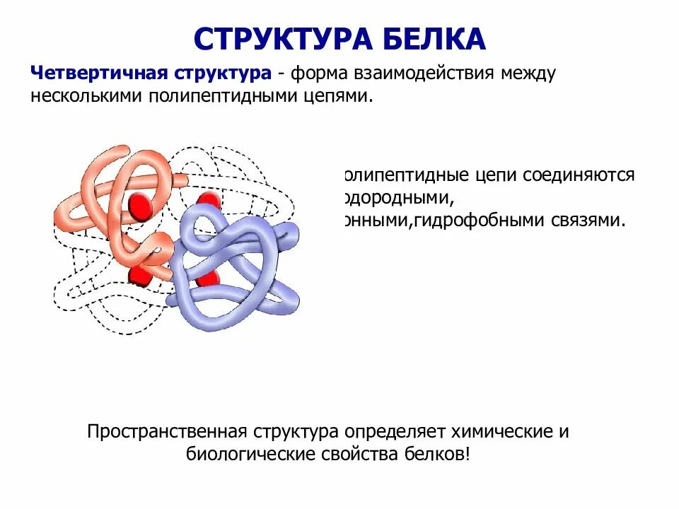 Строение белка первичная вторичная третичная четвертичная структура. Четвертичная структура белка это структура. Первичная вторичная четвертичная структура белка. Вторичная третичная и четвертичная структура белка.