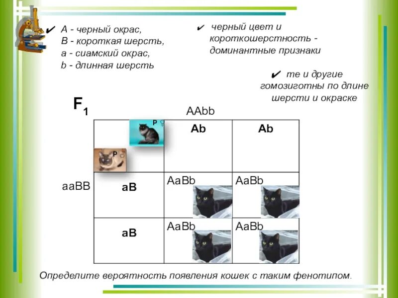 Доминантные признаки у кошек. Доминантные признак чёрная шерсть. У сиамских кошек короткая шерсть доминирует над длинной. Доминантно черный окрас. Ген короткой шерсти а у кошек доминирует