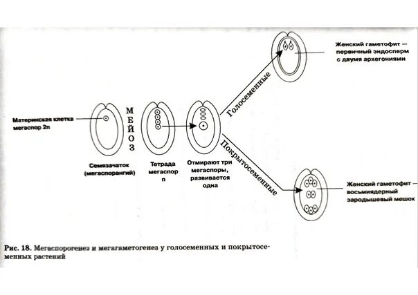 Развитие женского гаметофита у голосеменных. Формирование женского гаметофита у голосеменных. Строение мужского гаметофита цветковых растений. Схема развития женского гаметофита у цветковых растений.