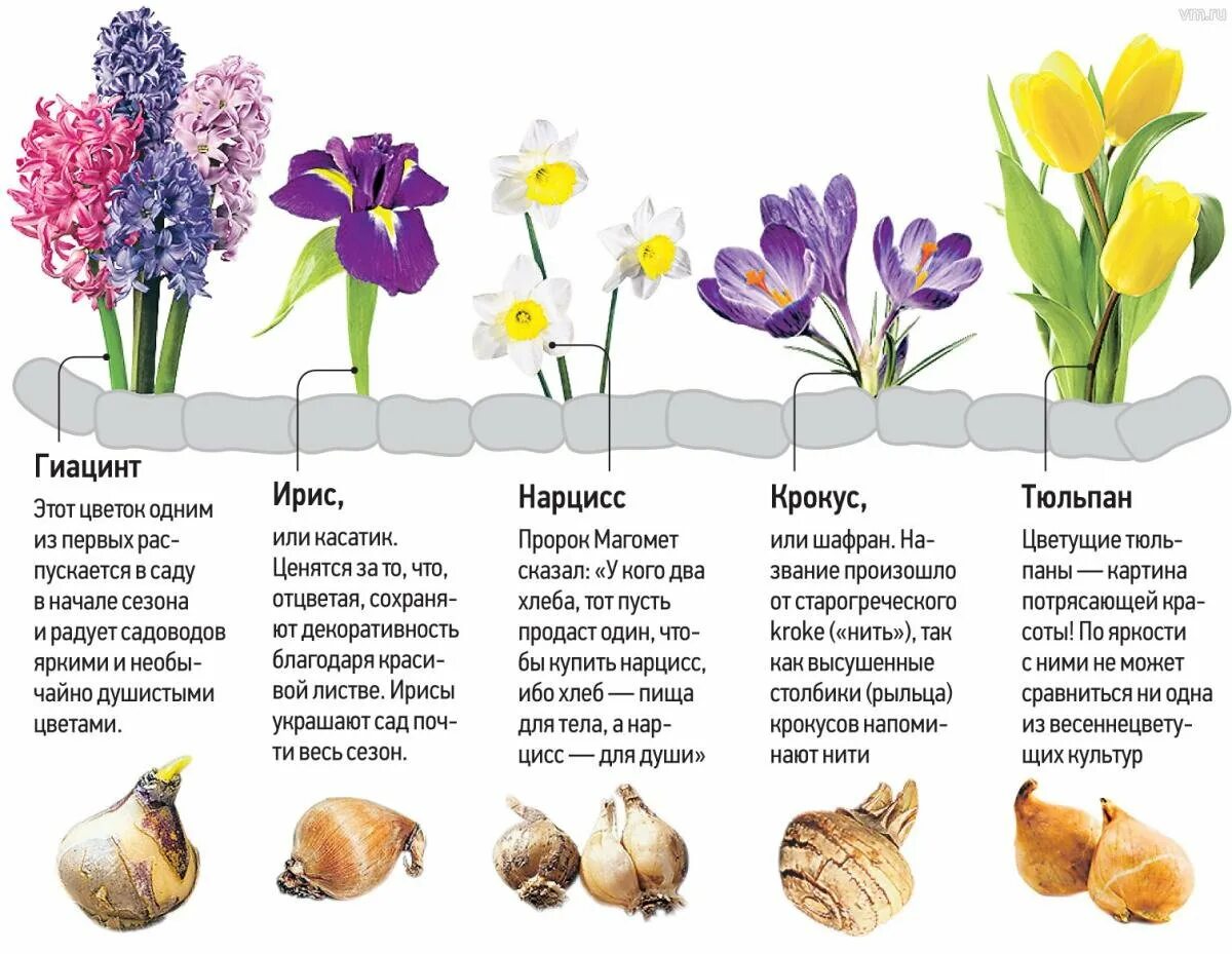 Ранние ирисы луковичные. Тюльпаны+крокусы+нарциссы+гиацинты. Мускари крокусы тюльпаны нарциссы. Глубина посадки луковичных цветов таблица. Сколько дней растут цветы