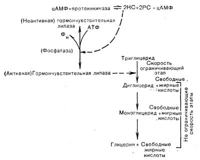 Тканевой липолиз