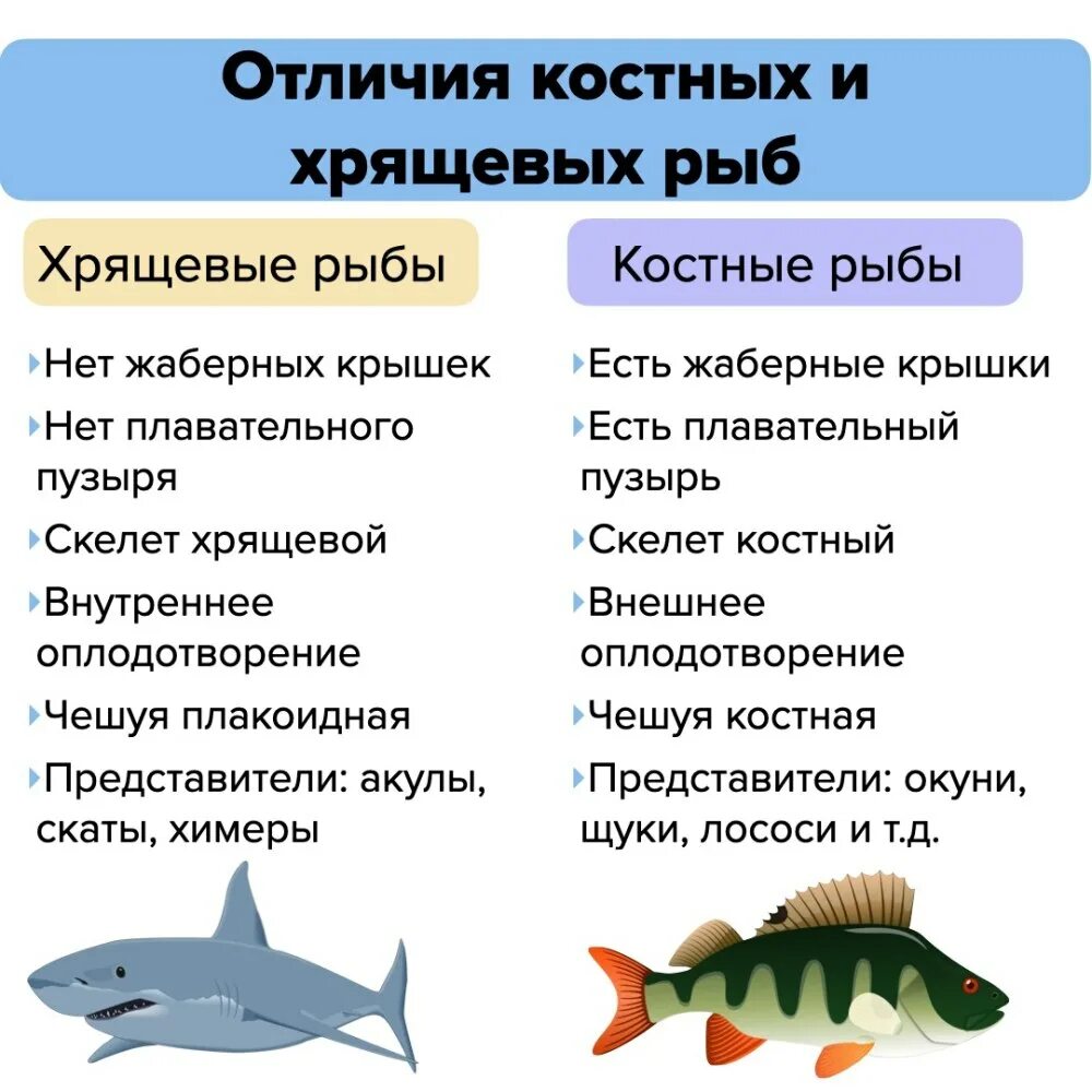 Урок класс рыбы 7 класс. Строение костных рыб и хрящевых рыб. Отличие костных рыб от хрящевых 7 класс биология. Хрящевые и костистые рыбы отличия. Особенности строения хрящевых рыб.