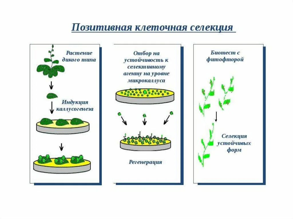 Использование методов биотехнологии в селекции. Биотехнология это метод селекции. клеточные технологии в селекции растений. клеточная инженерия в селекции растений. методы клеточной селекции.