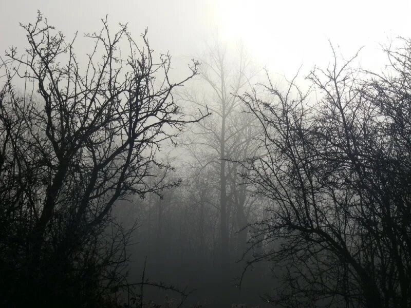 Мрачный ночной лес. Мрачный пейзаж. Мрачный фон. Темные картинки. Темный лес.