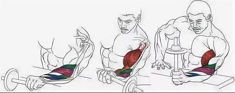 Упражнение на кисти с гантелями. Пронирование кисти с односторонней гантелью. Паучье сгибание рук на бицепс. Схема качания бицепса. Упражнения для прокачки мышц предплечья.