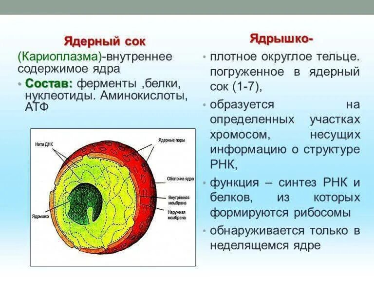 В каких клетках два ядра. Функции части клетки ядрышко. ядрышко структура строение функции. строение ядрышка и его функции. структура ядра строение и состав функции.