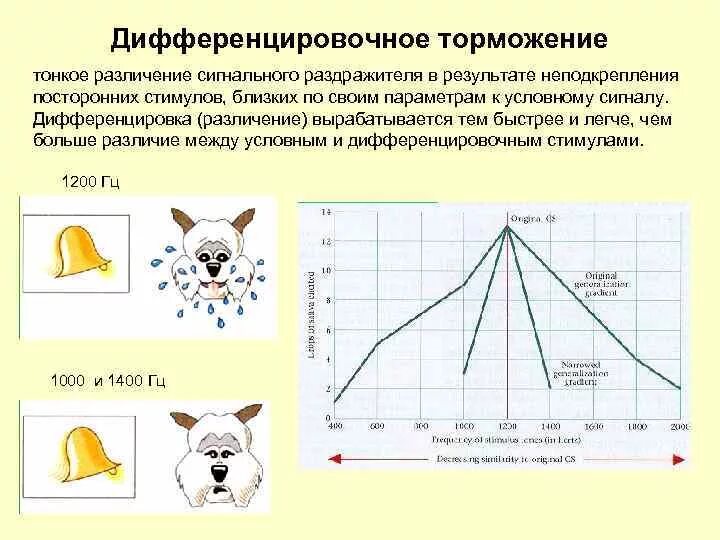 Угасание рефлексов. Дифференцированное торможение условных рефлексов. Пример дифференцированного торможения. Дифференцировочное торможение примеры. Пример дифференцировочного торможения у человека.