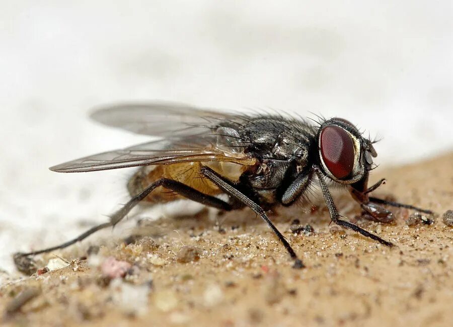 Л муха. Musca domestica комнатная Муха. Муха домашняя Musca domestica. Домовая Муха (muscina stabulans). Муха обыкновенная комнатная.