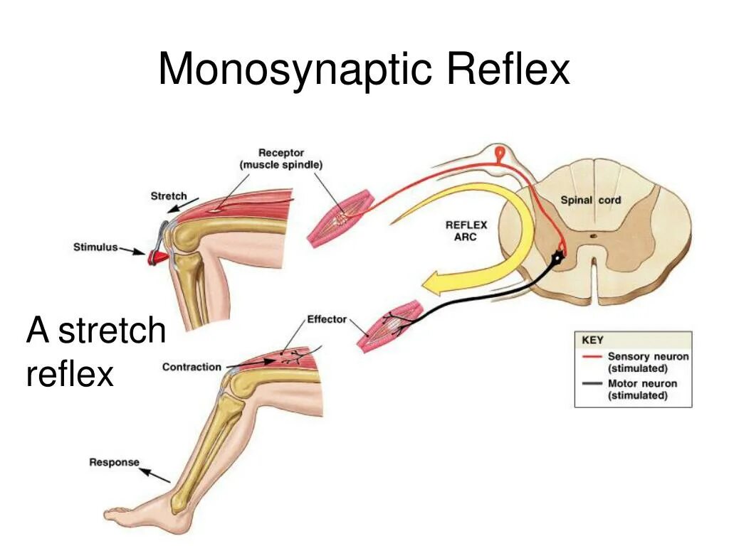 Spinal Reflex Arc. Stretch Reflex рефлекторная дуга. Spinal Cord simple Reflex Arc. Monosynaptic Reflex.