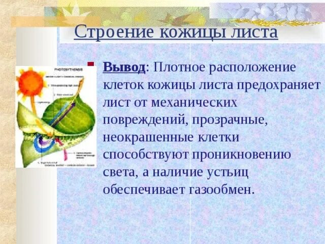 Строение кожицы листа проект 6 класс Технологическая карта урока биологии "Испарение воды растениями" биология, уро