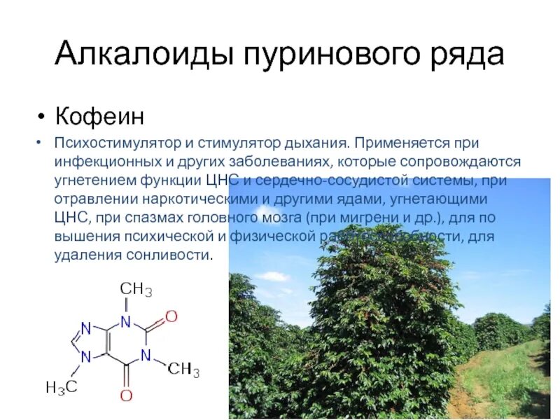 Алкалоиды. Алкалоиды это. Алкалоиды примеры. Психостимуляторы препараты кофеина. Кофеин при температуре