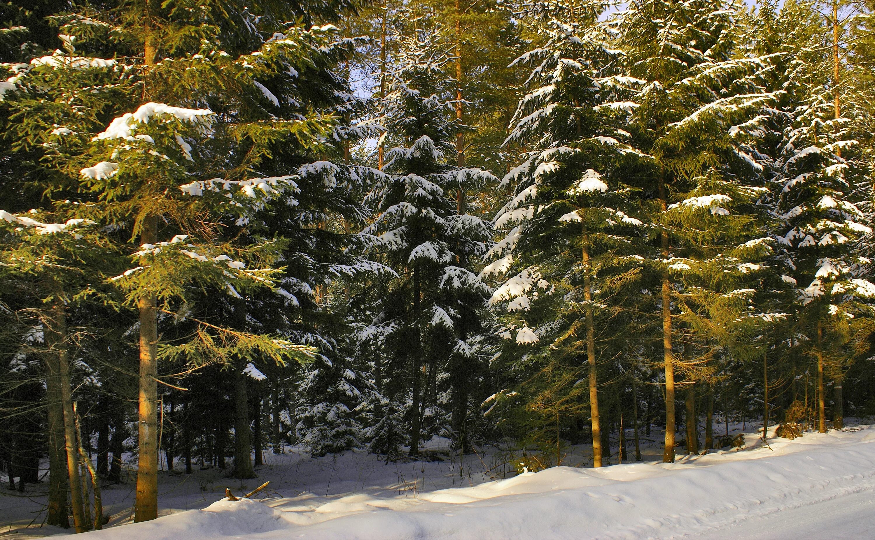 Сосны и ели под солнцем. Зимний еловый лес. Хвойный лес зимой. Сосны и ели зимой. Елка в лесу.