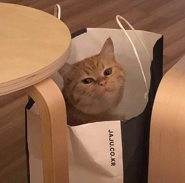 Мемы с котами сегодня View Single Post ПРИКОЛЫ:))))