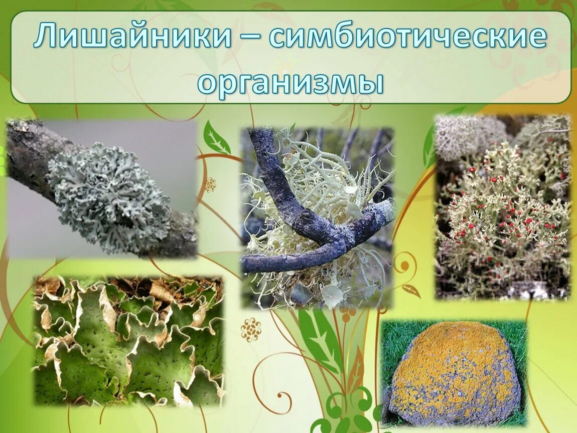 Лишайник урок. Лишайники симбиотические организмы. лишайники 5 класс биология. лишайники комплексные симбиотические организмы. симбиотические водоросли в лишайниках.
